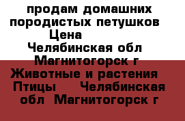 продам домашних породистых петушков › Цена ­ 1 200 - Челябинская обл., Магнитогорск г. Животные и растения » Птицы   . Челябинская обл.,Магнитогорск г.